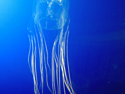 Diciassettenne australiano muore per il morso di una medusa mentre nuota. 