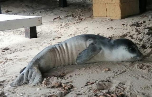 Cucciolo di foca monaca “salentina”. Arriva il comunicato dell’ISPRA: “Iniziate le analisi dei patologi veterinari sul cucciolo di foca monaca”