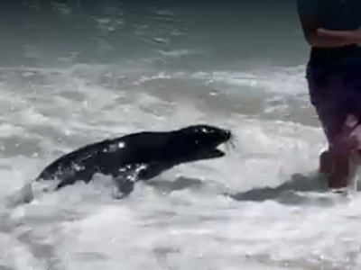 Sudafrica, un cucciolo di foca monaca semina il panico tra i bagnanti. Il video
