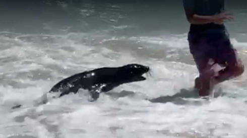 Sudafrica, un cucciolo di foca monaca semina il panico tra i bagnanti. Il video