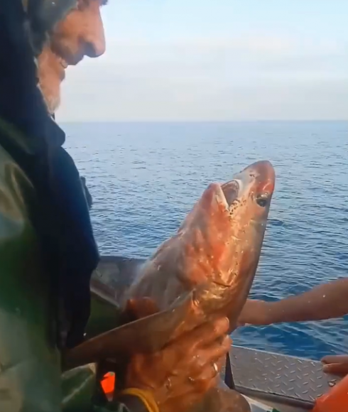 Le immagini strazianti di un cucciolo di squalo bianco catturato, torturato e ucciso da alcuni pescatori algerini