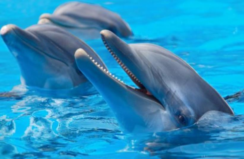 Delfini sionisti assassini? Hamas afferma che esistono