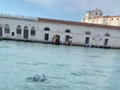 Ambiente e lockdown da coronavirus. Coppia di delfini in Canal Grande a Venezia – Le immagini. 