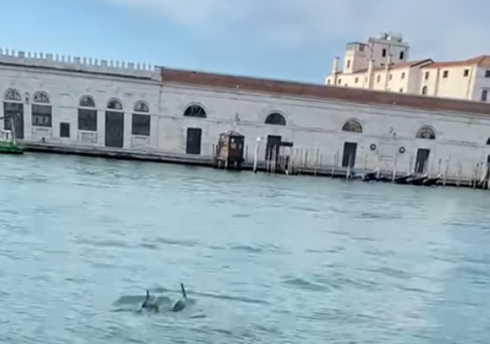 Ambiente e lockdown da coronavirus. Coppia di delfini in Canal Grande a Venezia – Le immagini. 