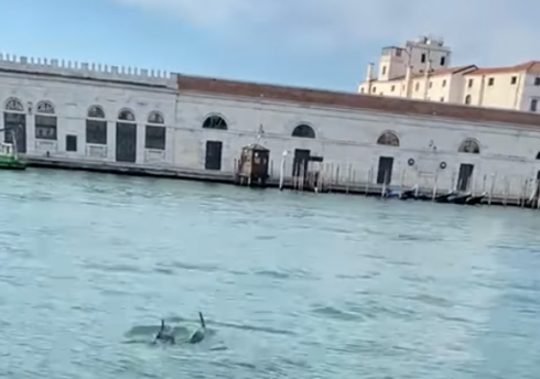 Ambiente e lockdown da coronavirus. Coppia di delfini in Canal Grande a Venezia – Le immagini.
