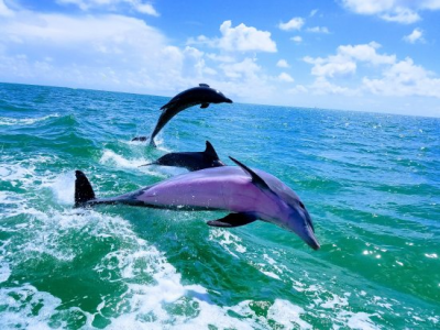 Spettacolo nel mare di Otranto, enorme branco di delfini accompagna la barca