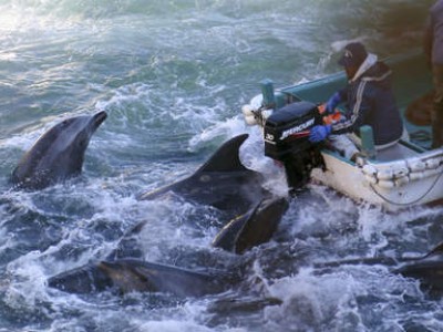caccia ai delfini