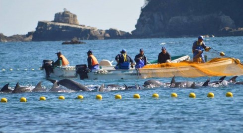 delfini catturati dai giapponesi