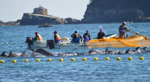 delfini catturati dai giapponesi delfini catturati dai giapponesi