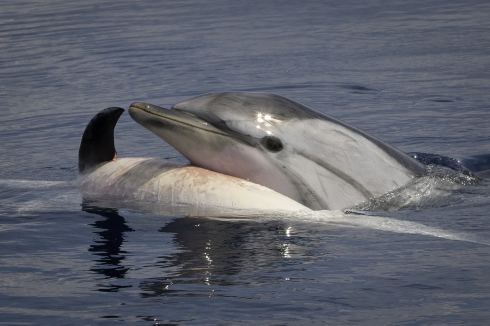 La storia che commuove il web: mamma delfino sorregge il cucciolo morto cercando di rianimarlo