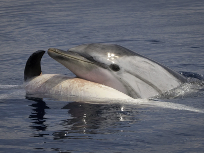 La storia che commuove il web: mamma delfino sorregge il cucciolo morto cercando di rianimarlo