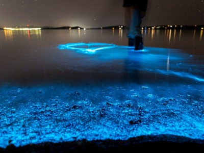 Delfino scivola nell’acqua tra le onde bioluminescenti turchesi per cacciare i pesci in Florida