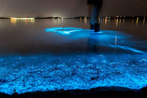 Delfino scivola nell’acqua tra le onde bioluminescenti turchesi per cacciare i pesci in Florida