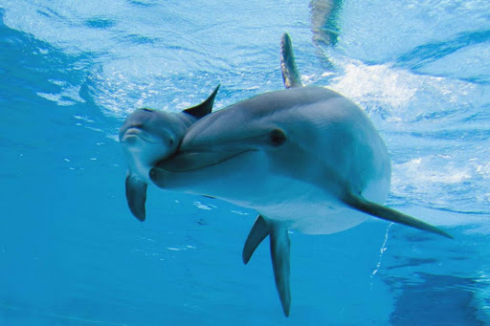 Nel video amatoriale cucciolo di delfino impigliato in un palangaro, diportisti lo liberano