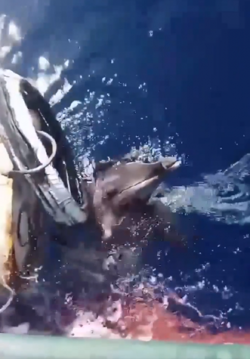 Un pescatore salva un delfino bloccato in una gomma - VIDEO