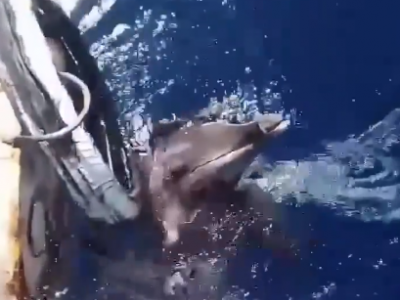 Un pescatore salva un delfino bloccato in una gomma - VIDEO