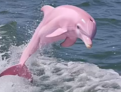 Esemplari di delfini rosa filmati da una turista italiana nel mare di Khanom, in Thailandia