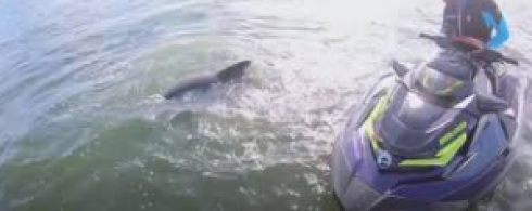Nel video amatoriale un delfino impigliato in una corda di una nassa, diportisti lo liberano