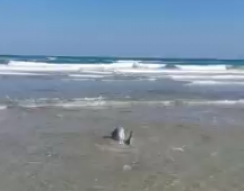 Delfino soccorso a riva a Casalabate, marina di Lecce: sta bene e ha ripreso il largo - VIDEO