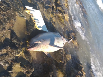 Delfino spiaggiato sul litorale di Spiaggiabella a Lecce. 