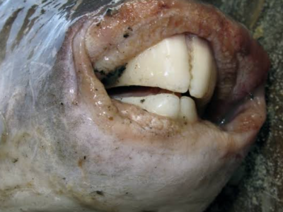 Allerta pesce palla nel Mediterraneo, anche la Croce Rossa mette in guardia i turisti