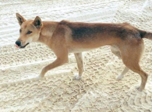 Australia, un Dingo morde un bambino di 9 anni in spiaggia a K'gari ma viene accoltellato