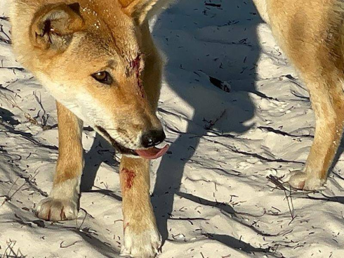 Donna sbranata da un branco di dingo in spiaggia a K'gari: cresce la paura