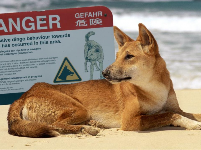 Australia, Dingo morde un uomo a una gamba in un luogo di vacanza nel Queensland