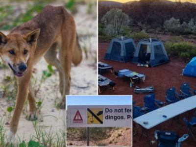 Australia, tre bambini attaccati dai dingo in un campeggio