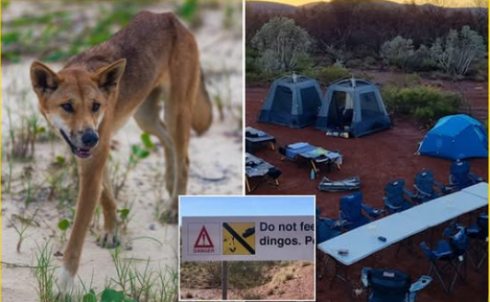 Australia, tre bambini attaccati dai dingo in un campeggio