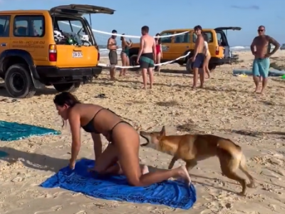 Australia, un Dingo morde una turista francese in spiaggia a K'gari