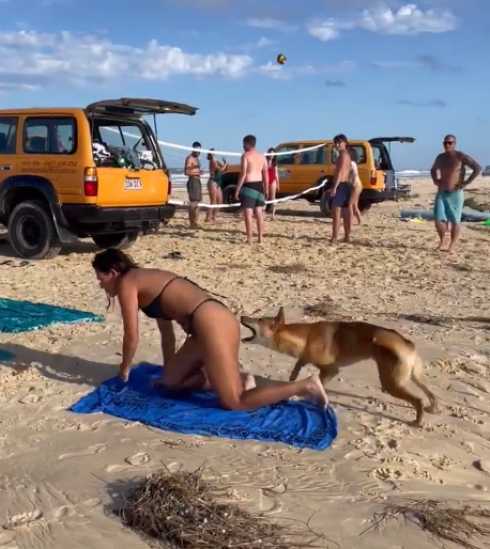 Australia, un Dingo morde una turista francese in spiaggia a K'gari
