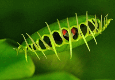 pianta carnivora pianta carnivora