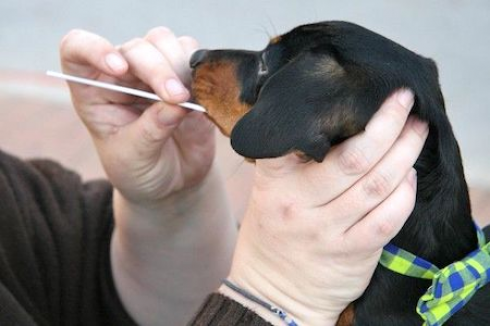 Negli Stati Uniti è di moda fare i test del DNA sui cani