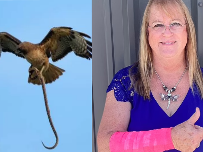 Una donna del Texas aggredita e gravemente ferita contemporaneamente da un falco e un serpente in circostanze altamente improbabili