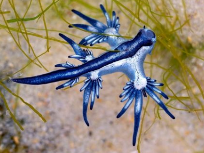 Il velenoso "drago blu" è stato avvistato al largo della costa mediterranea per la prima volta in 300 anni