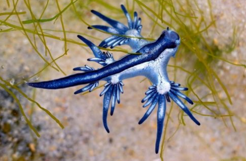 Il velenoso "drago blu" è stato avvistato al largo della costa mediterranea per la prima volta in 300 anni