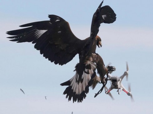 drone e uccello drone e uccello