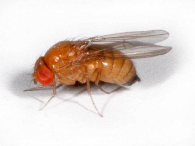 drosophila