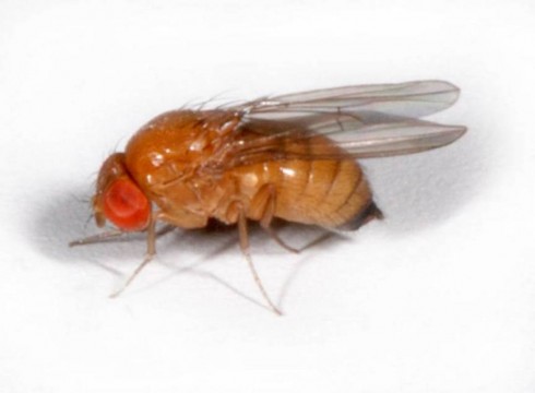drosophila drosophila