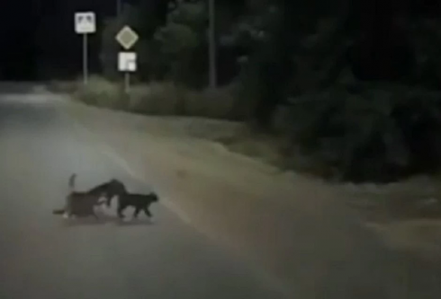 Due gattini diventano gli angeli custode di un cane disabile e lo aiutano ad attraversare la strada. 