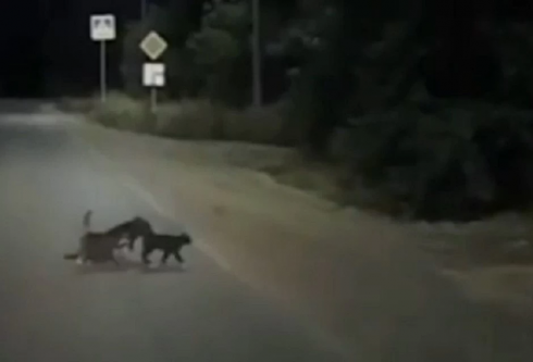 Due gattini diventano gli angeli custode di un cane disabile e lo aiutano ad attraversare la strada.