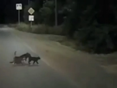 Due gattini diventano gli angeli custode di un cane disabile e lo aiutano ad attraversare la strada. 