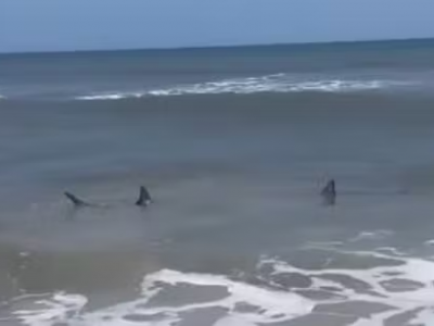Allarme squalo al largo della spiaggia popolare: i bambini fuggono dal mare – IL VIDEO