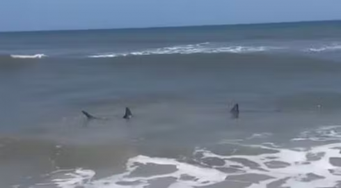 Allarme squalo al largo della spiaggia popolare: i bambini fuggono dal mare – IL VIDEO