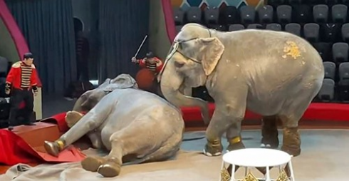Russia, due elefanti si combattono durante uno spettacolo circense – IL VIDEO