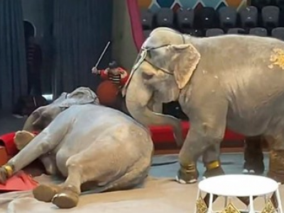 Russia, due elefanti si combattono durante uno spettacolo circense – IL VIDEO