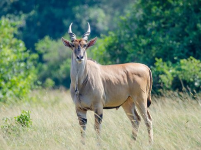 Inserviente dello zoo incornato da un'antilope: morto
