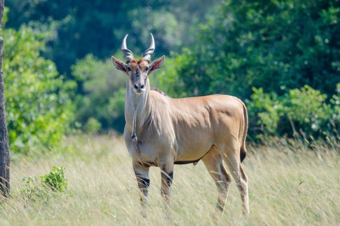 Inserviente dello zoo incornato da un'antilope: morto