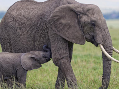 Turisti uccisi da un elefante durante un safari in Africa